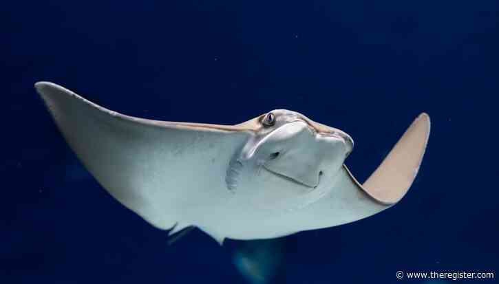 Ubuntu Stonking Stingray swims into spotlight with pre-release kernel