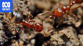 Invasive fire ants return to organic farms not treated for 14 months