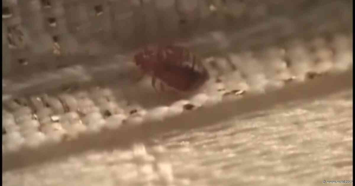 Bed bugs discovered inside returned materials at Wake County library, county says
