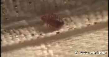 Bed bugs discovered inside returned materials at Wake County library, county says