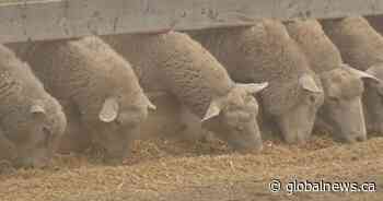 Behind the business of Saskatchewan sheep farming