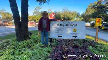 Hunsader Farms’ Pumpkin Festival opens after flooding canceled first weekend