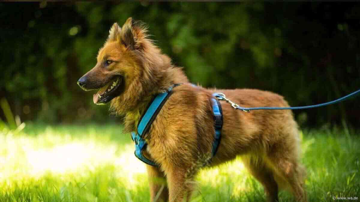 Dandy kennt kein normales Leben – Hund kam „total verstört und verängstigt“ ins Tierheim