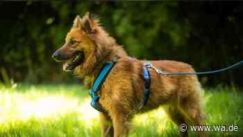 Dandy kennt kein normales Leben – Hund kam „total verstört und verängstigt“ ins Tierheim