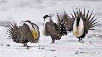 Alberta removes habitat protections for endangered greater sage grouse to support industrial development