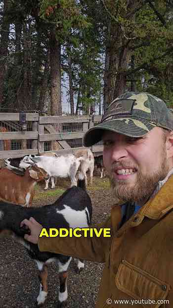 Farm Animals: Who’s Watching Who?