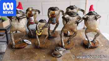 Darwin accountant trades tax for cane toad taxidermy