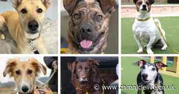 Meet the 20 dogs waiting to find loving homes after a stay in North East kennels