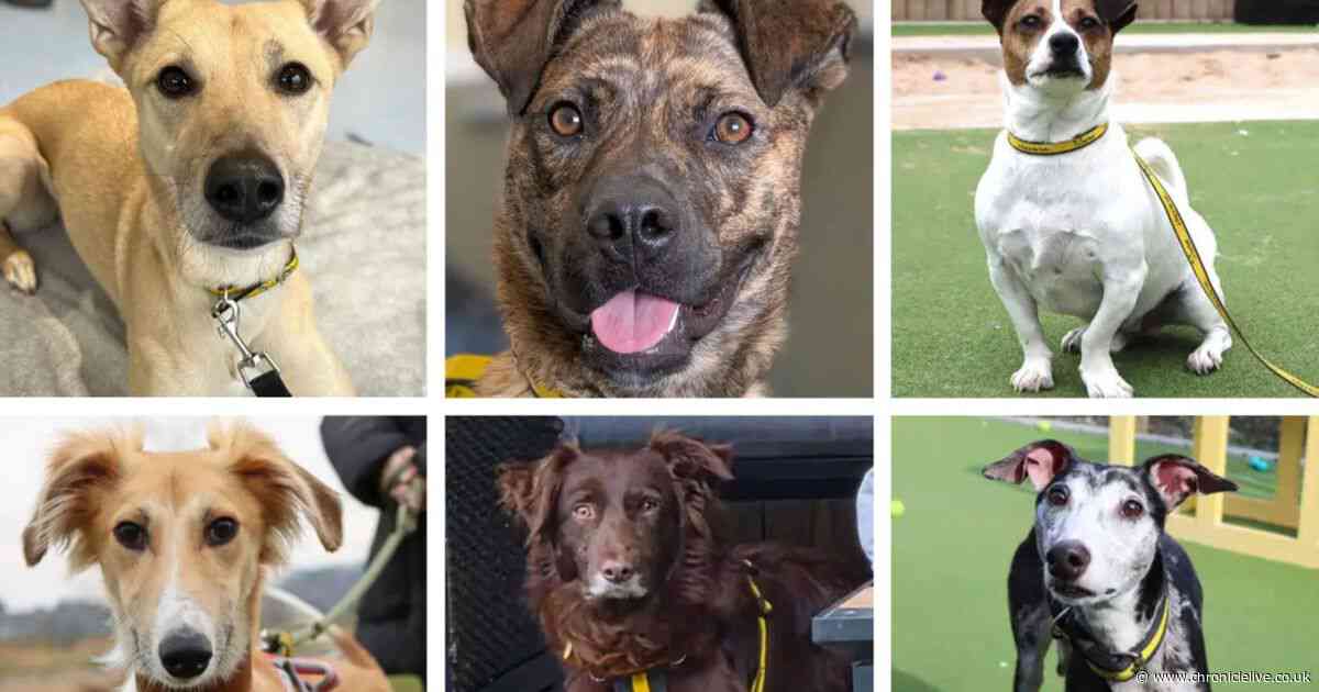 Meet the 20 dogs waiting to find loving homes after a stay in North East kennels