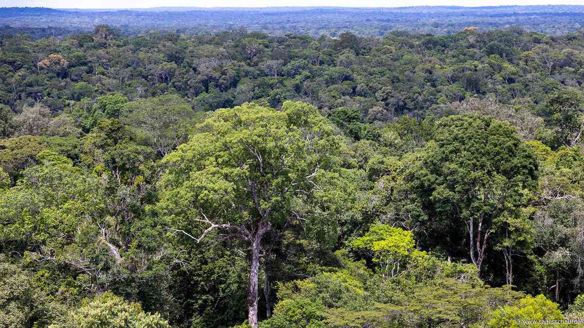 Amazonas in Brasilien: Abholzung auf tiefstem Stand seit 1988
