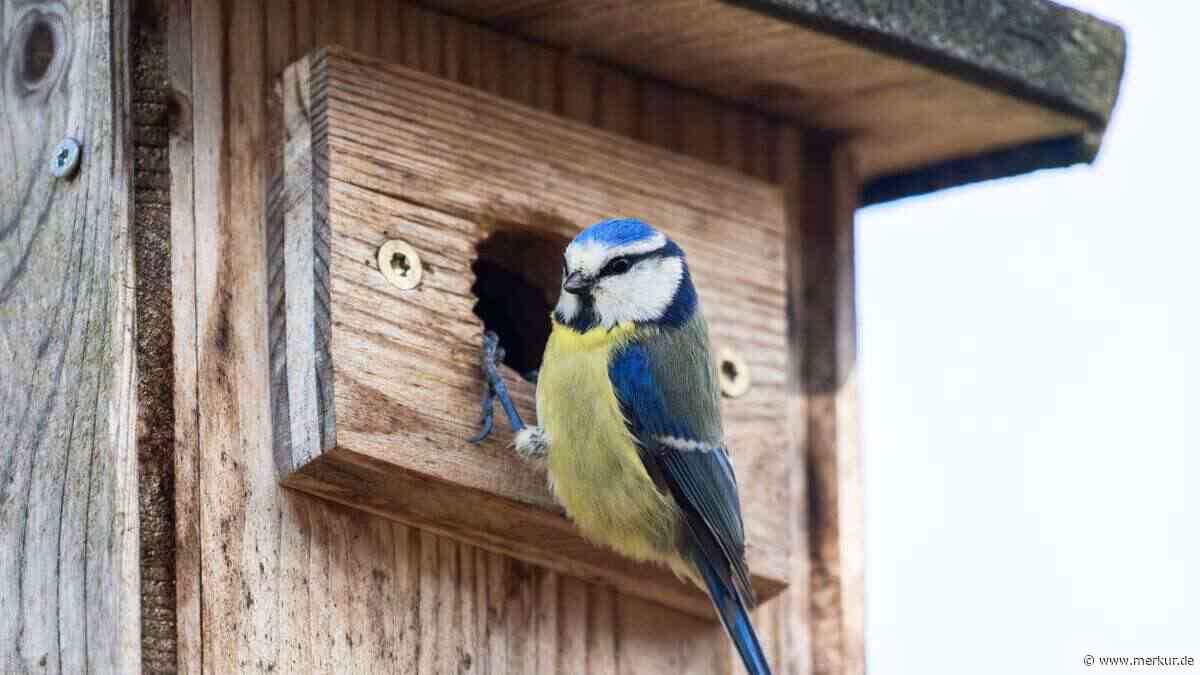 Wichtiger als die Himmelsrichtung: Was Ihren Vogel-Nistkasten zum beliebten Brutplatz macht