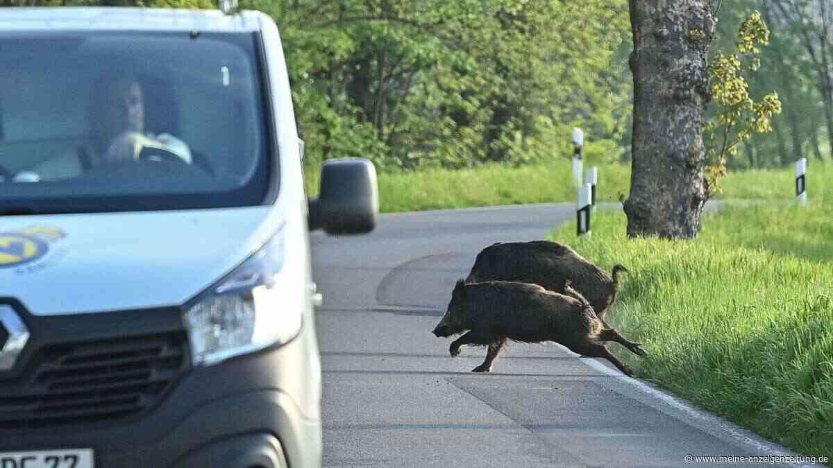 Warum turtelnde Wildtiere im Herbst für mehr Unfälle sorgen