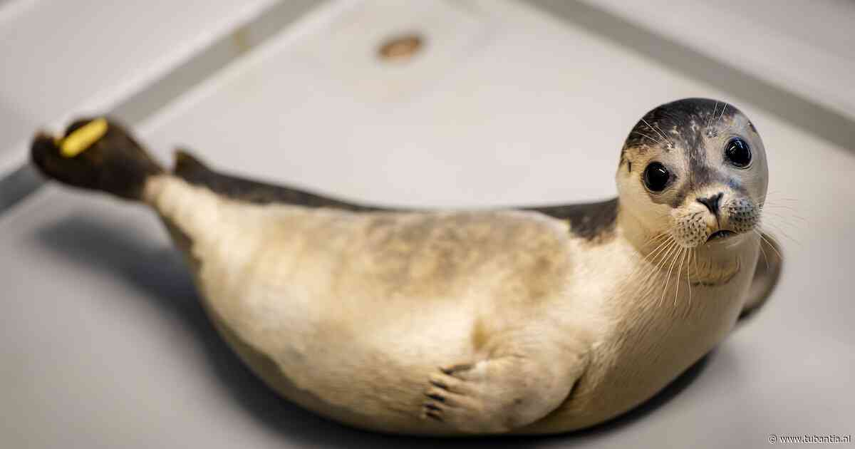 Er gloort weer hoop voor de zeehondjes: al meer dan één miljoen euro opgehaald voor opvangcentrum