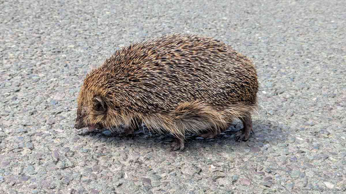 Hedgehogs will keep visiting if you scatter 1 item in your garden in October
