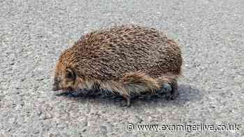 Hedgehogs will keep visiting if you scatter 1 item in your garden in October