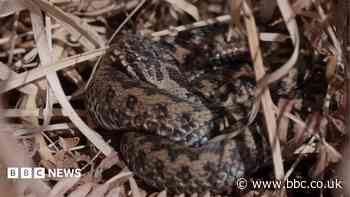 Adders tracked with GPS in bid to protect species