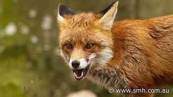 Smart traps and AI baits: The high-tech push to target Australia’s foxes