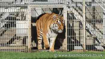 Yorkshire Wildlife Park statement as Doncaster attraction reopens after fatal tiger attack