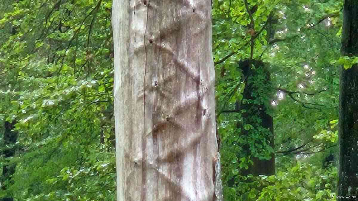 Mysteriöse Muster im Wald: Das bedeuten diese Zeichen an Bäumen