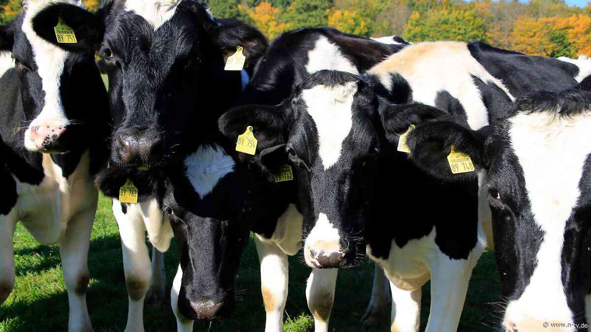 Jagd auf wertvolle Zuchttiere: So haben Viehdiebe über 200 Rinder geklaut