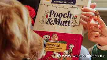 'Amazing value' £10 dog advent calendar owners call 'hands down their favourite'