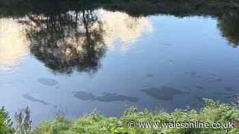 People told to avoid area after River Taff oil spill near Treforest