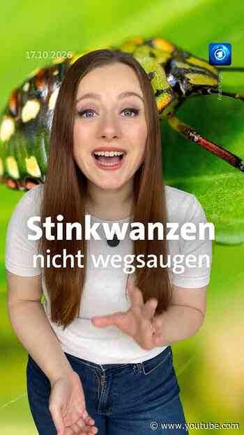 Warum du Stinkwanzen nicht wegsaugen solltest.