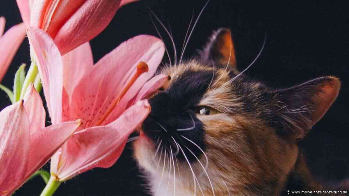 Katzenhalter: Finger weg von dieser Pflanze!