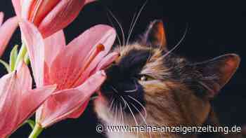 Katzenhalter: Finger weg von dieser Pflanze!