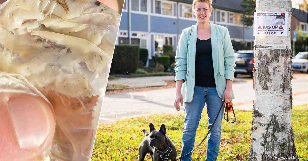 Joyce vindt vreemde deegballen in de wijk, zeker zes honden worden ziek: ‘Wat is hier aan de hand? Dit is heel gek’