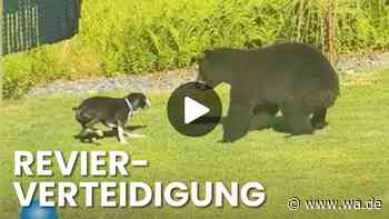 Schwarzbär verirrt sich in einen Garten – und wird vom Familienhund angegriffen