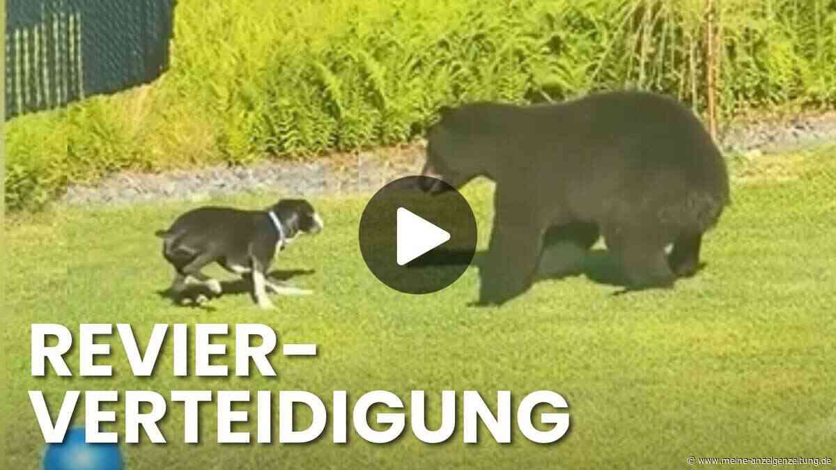 Schwarzbär verirrt sich in einen Garten – und wird vom Familienhund angegriffen