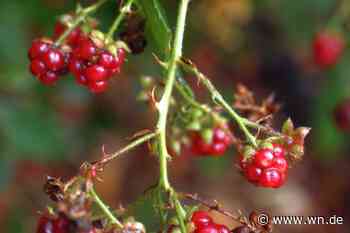 40 Brombeer-Arten im Wolbecker Tiergarten