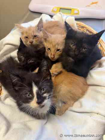 Catskill shelter ‘drowning in cats’ seeks donations, adoptions
