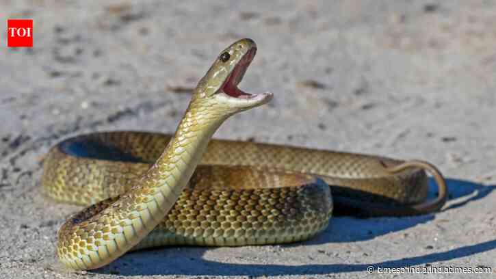 Snakes Found Inside Airport: Venomous western browns spotted in terminal; experts explain heat-driven visits