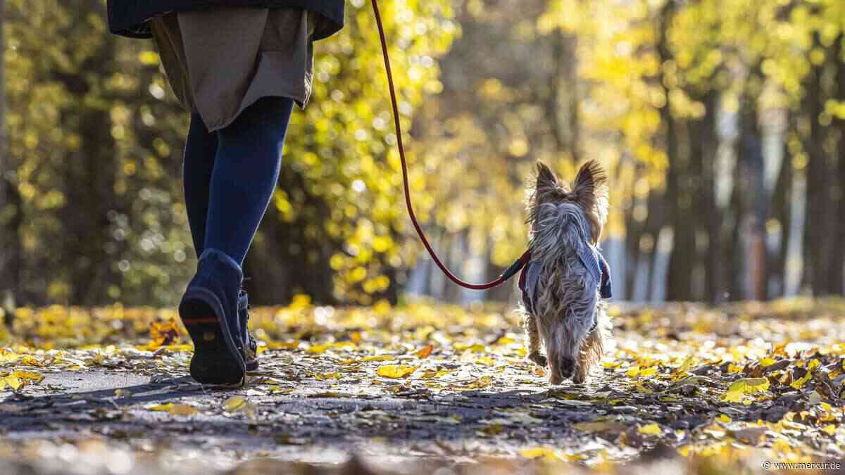 Gefahr von Giftpilzen für Hunde – worauf Besitzer achten sollten
