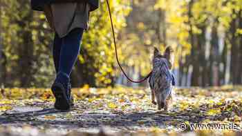 Gefahr von Giftpilzen für Hunde – worauf Besitzer achten sollten