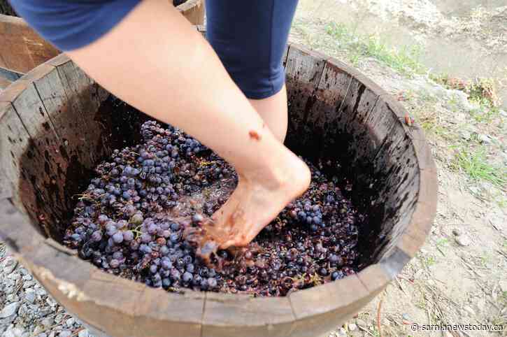 Get stomping for Childcan at Alton Farms Estate Winery