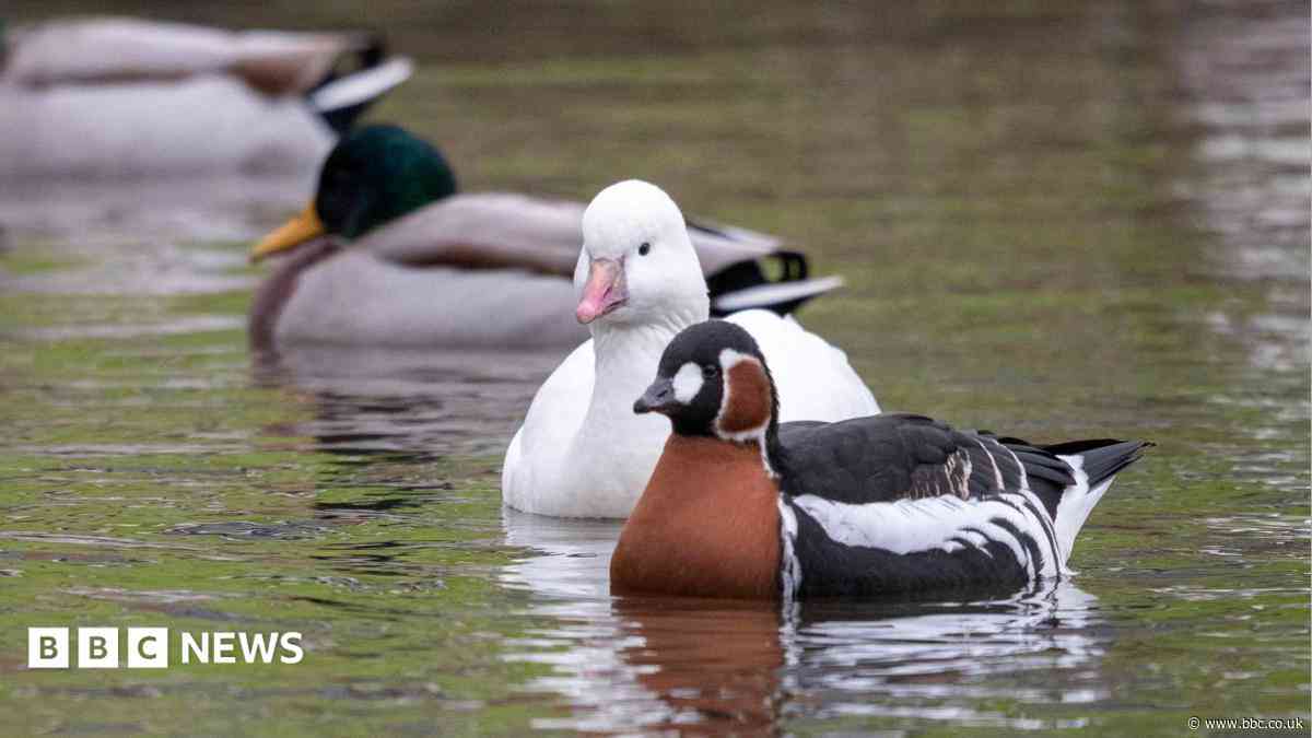 Avian flu and costs among reasons for loss of captive birds at Castle Espie