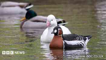 Avian flu and costs among reasons for loss of captive birds at Castle Espie