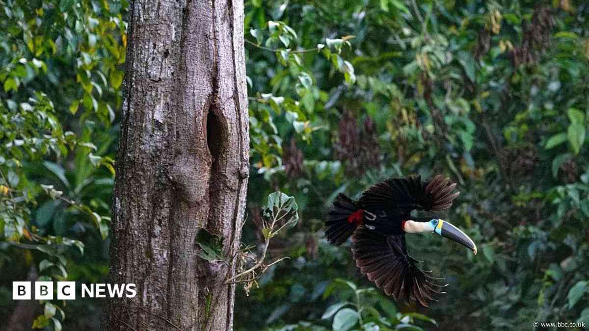 Brazil sees record fall in Amazon deforestation as key election looms