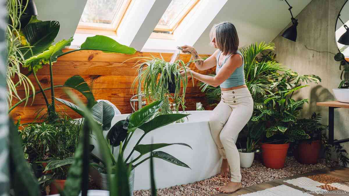 Stop mould and condensation taking over your home with 7 beautiful plants
