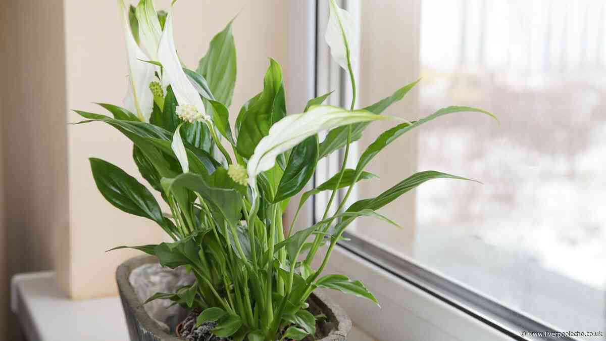 7 humidity-absorbing houseplants that reduce mould and condensation in your home
