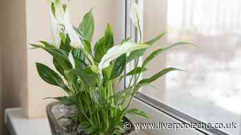7 humidity-absorbing houseplants that reduce mould and condensation in your home