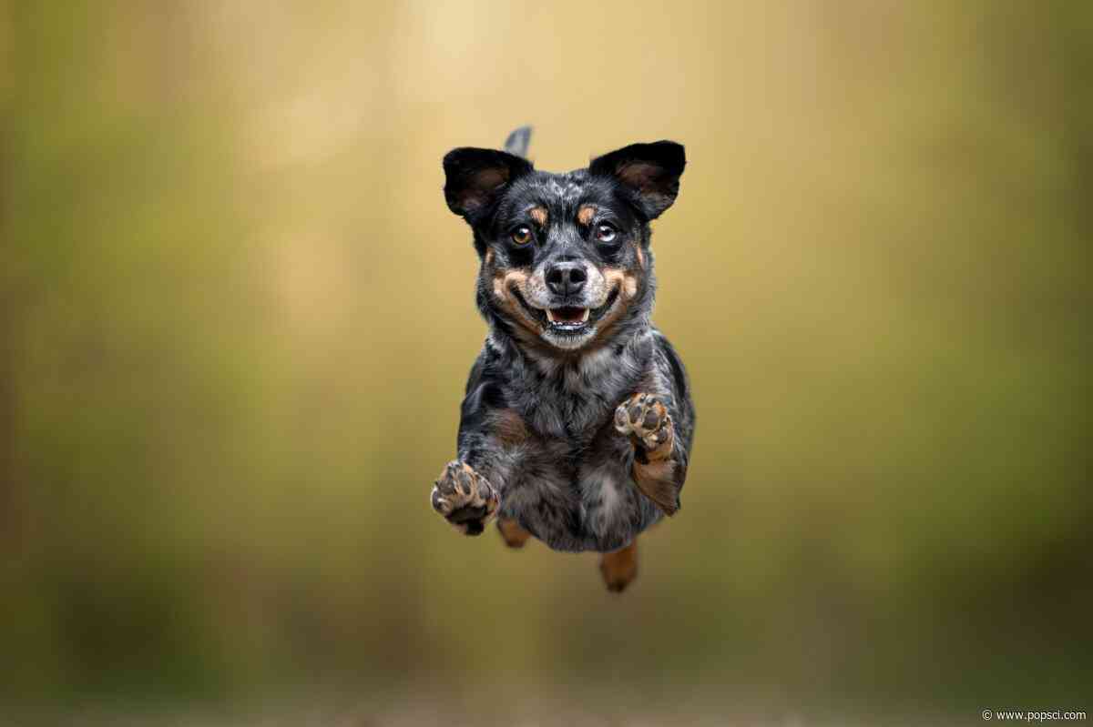 15 uplifting images from Dog Photography Awards 2026