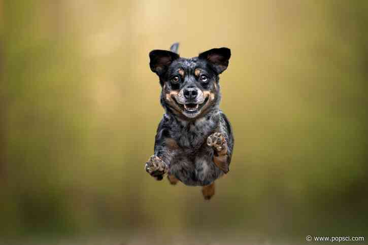 15 uplifting images from Dog Photography Awards 2026