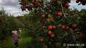 N.S. growers eye new apple export markets amid U.S. trade tensions