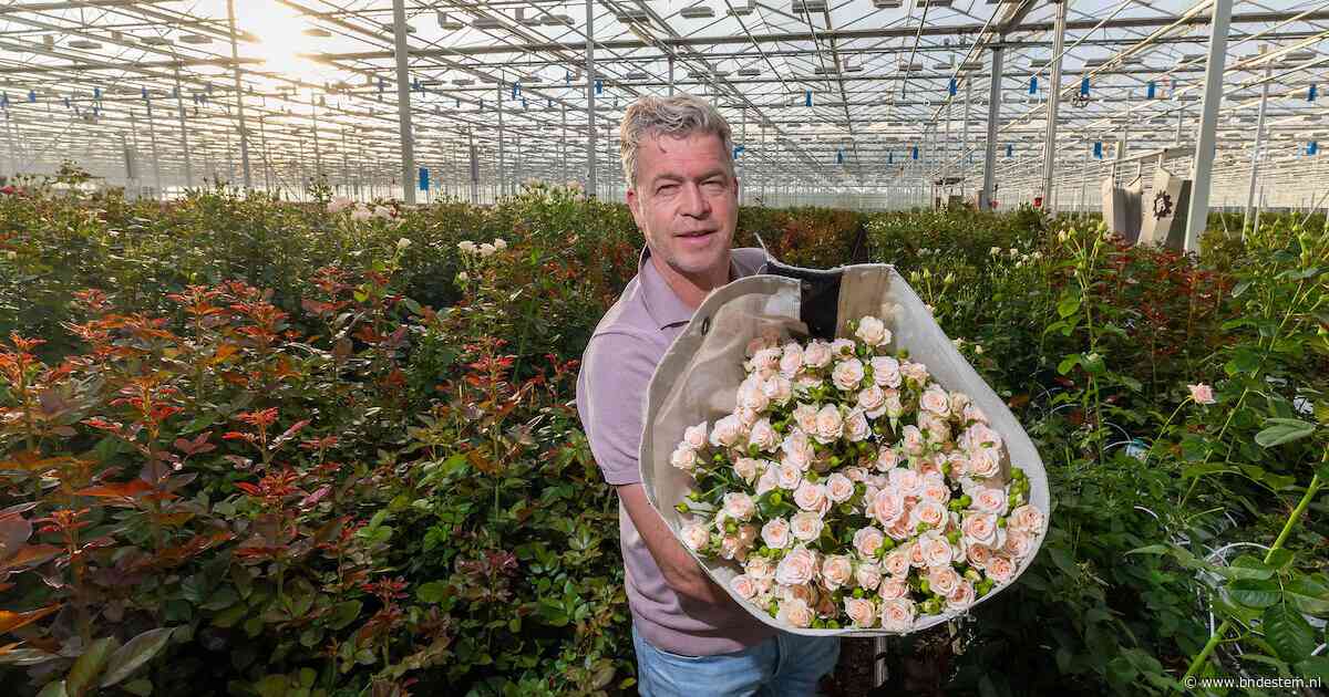Berg Roses laat 300.000 rozen per dag groeien in Kenia, maar Van den Berg ziet de druk toenemen