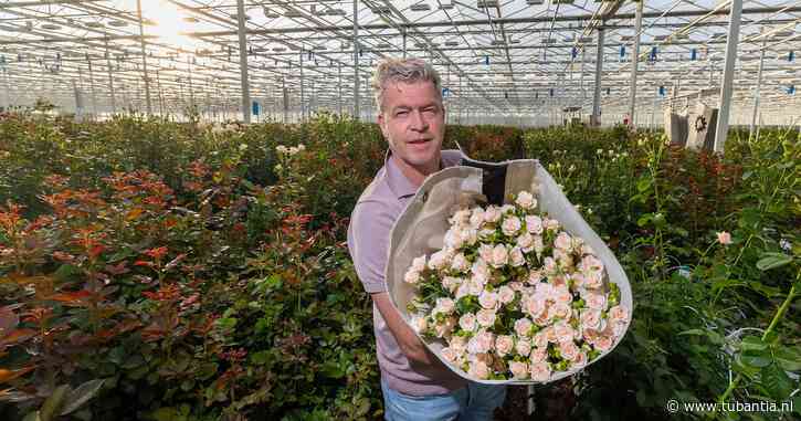 Berg Roses laat 300.000 rozen per dag groeien in Kenia, maar Van den Berg ziet de druk toenemen