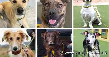 Meet 20 adorable dogs in North East kennels looking for their forever homes